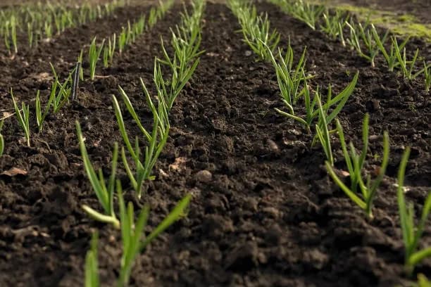Farmer working in field