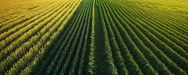 Harvest season activities